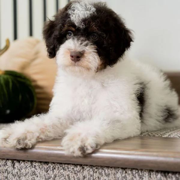 Lagotto (cuccioli maschio e femmina)