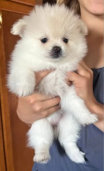  Pomeranian Toy (cuccioli maschio e femmina)