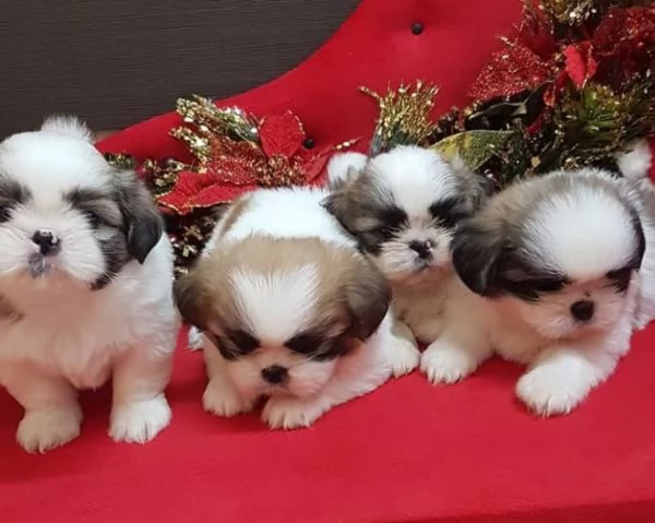  Shih Tzu Mini Toy (cuccioli maschio e femmina) | Foto 0