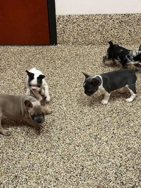 Carlino (Pug) (cuccioli maschio e femmina) | Foto 1