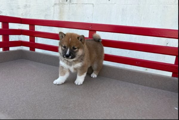 Shiba Inu (cuccioli maschio e femmina) | Foto 0