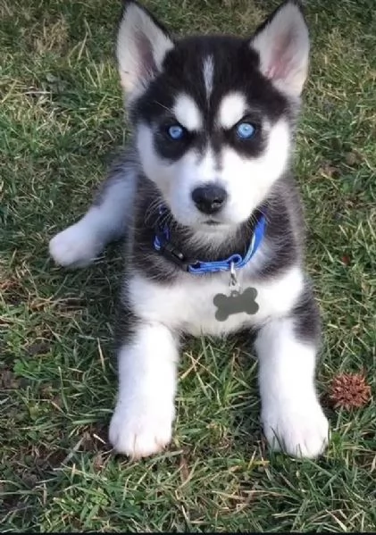 Siberian Husky (cuccioli maschio e femmina)