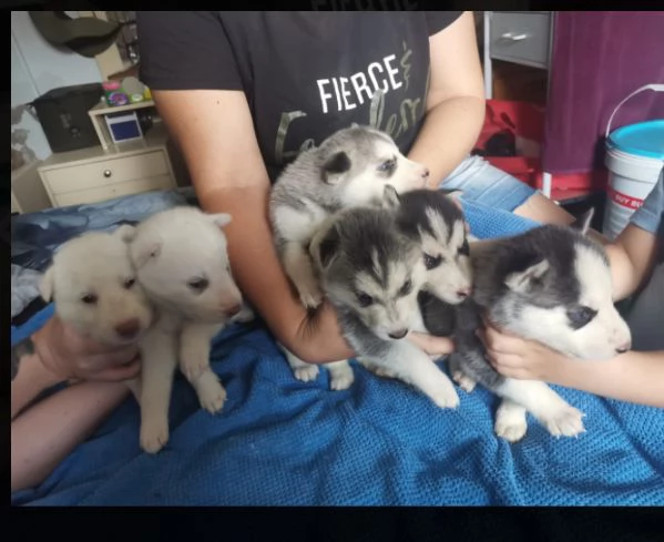 Siberian Husky (cuccioli maschio e femmina) | Foto 1