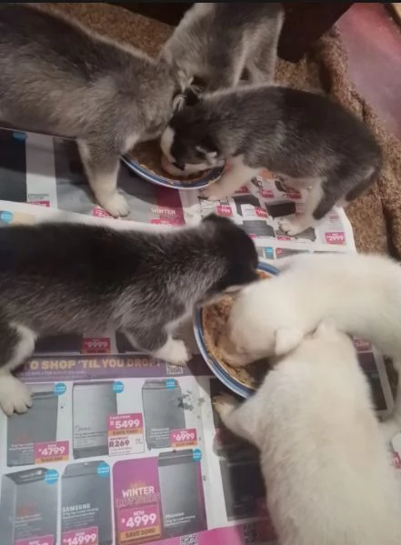 Siberian Husky (cuccioli maschio e femmina) | Foto 0