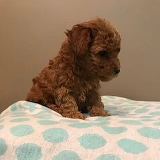 1. Barboncino Toy (cuccioli maschio e femmina)