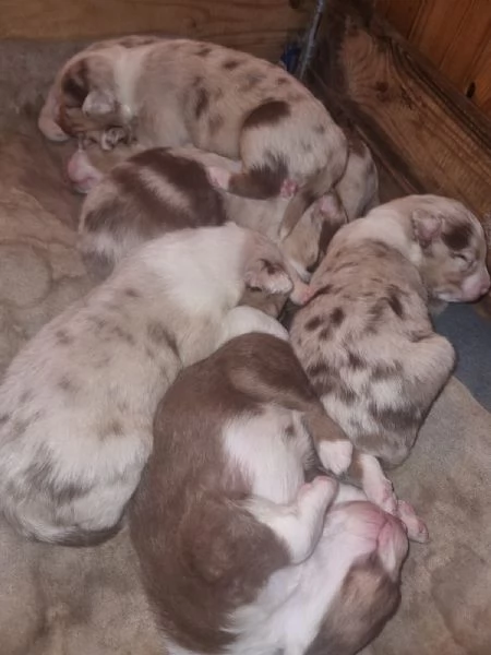 Cuccioli pastore australiano 