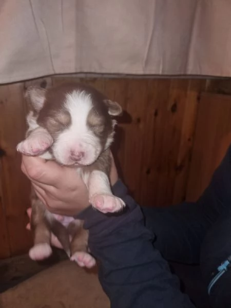 Cuccioli pastore australiano  | Foto 1