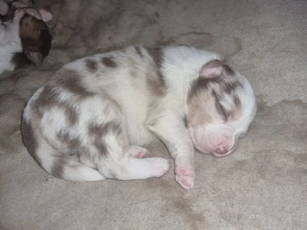 Cuccioli pastore australiano  | Foto 0