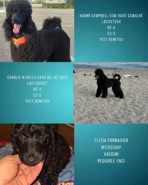 Cucciolo barbone grande mole