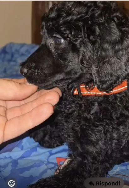 Cucciolo barbone grande mole | Foto 0