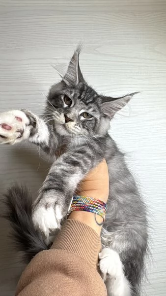 Maine Coon con pedigree