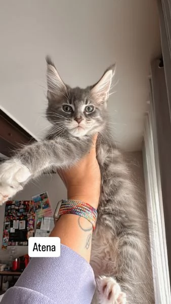 Maine Coon con pedigree | Foto 4