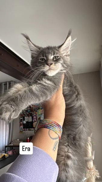 Maine Coon con pedigree | Foto 3