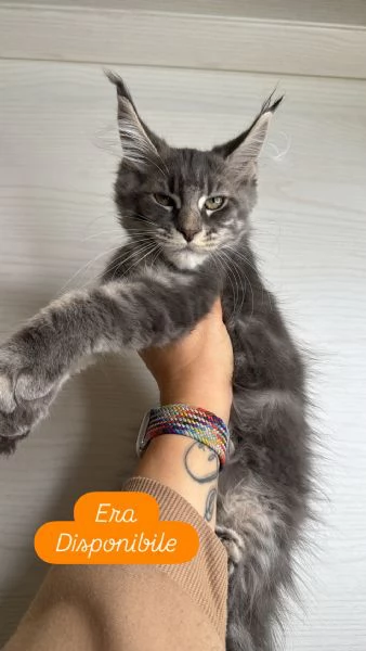 Maine Coon con pedigree | Foto 2