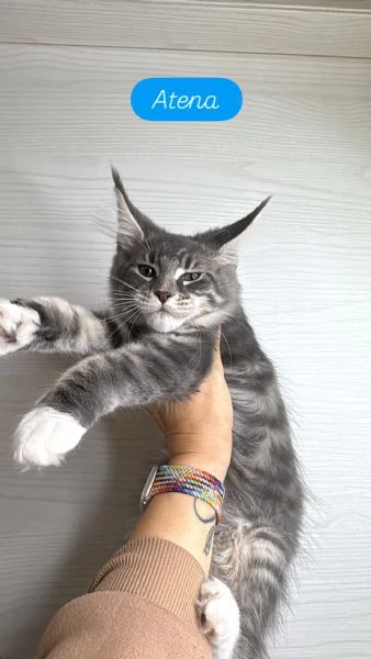 Maine Coon con pedigree | Foto 1