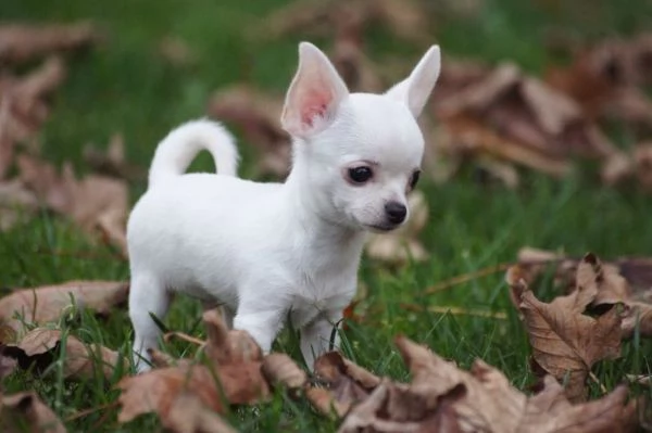 Vendita cucciolo Chihuahua Stupendi super pedigree 