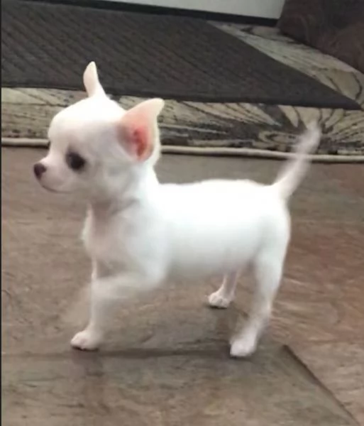 Chihuahua Stupendi super pedigree enci