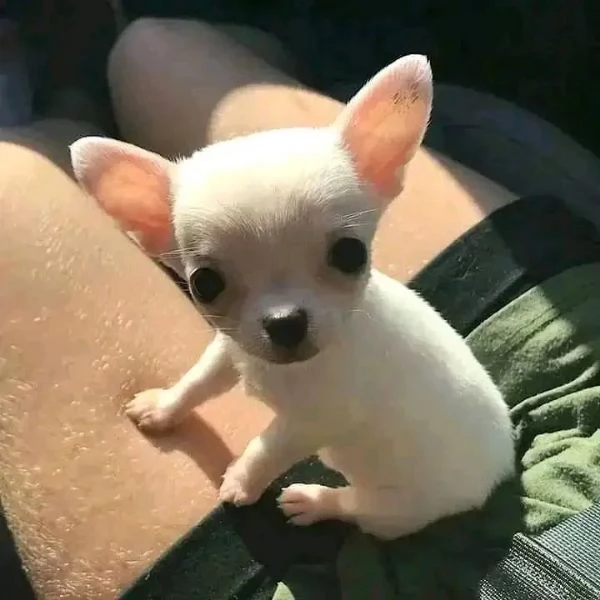 Chihuahua Stupendi super pedigree 