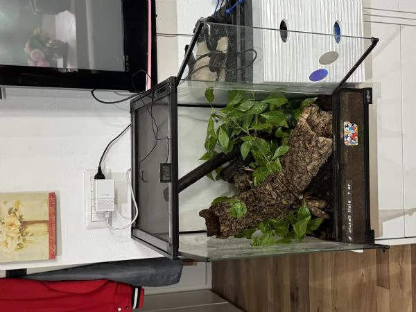 Geca ciliatus dalmatian tricolor in teca bioattiva in vetro allestita 45x45x60 inoltre teca vetro  | Foto 2