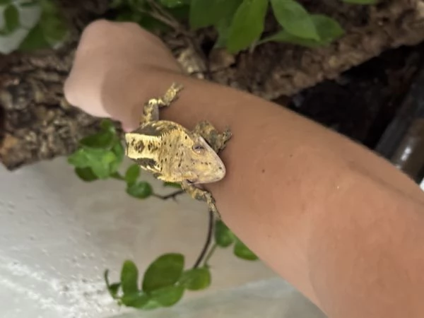 Geca ciliatus dalmatian tricolor in teca bioattiva in vetro allestita 45x45x60 inoltre teca vetro 