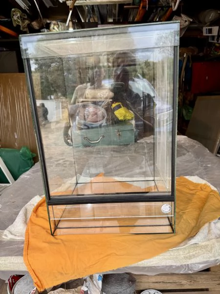 Geca ciliatus dalmatian tricolor in teca bioattiva in vetro allestita 45x45x60 inoltre teca vetro  | Foto 1