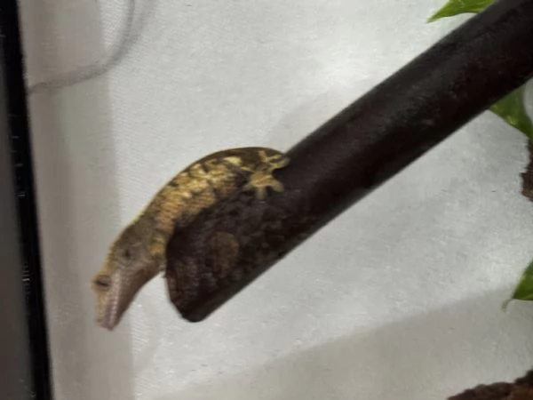 Geca ciliatus dalmatian tricolor in teca bioattiva in vetro allestita 45x45x60 inoltre teca vetro  | Foto 0