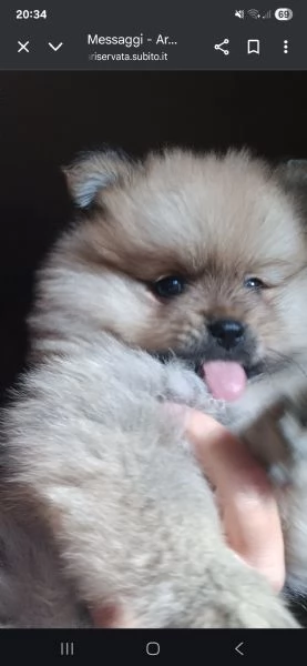 Spitz tedesco nano  | Foto 0