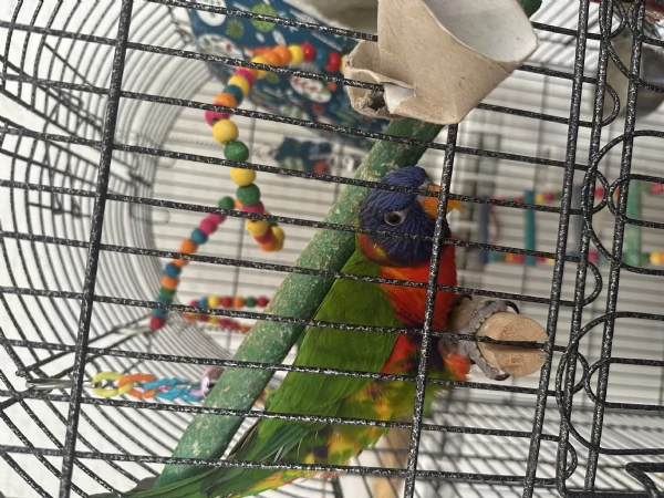 Lori arcobaleno  | Foto 2