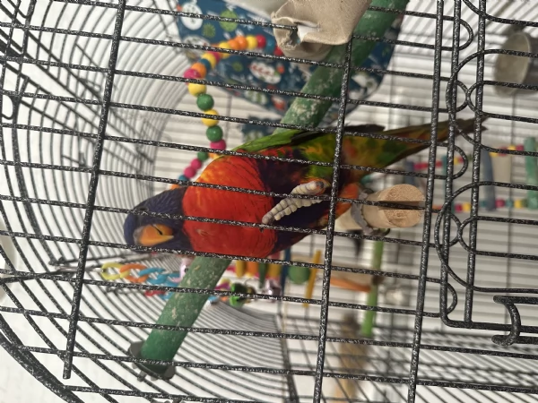 Lori arcobaleno  | Foto 1