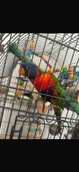Lori arcobaleno  | Foto 0
