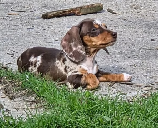 Cuccioli di bassotto in cerca di una casa amorevole | Foto 1