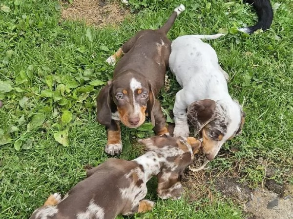 Bellissimi bassotti nani di 13 settimane. Pedigree FCI.