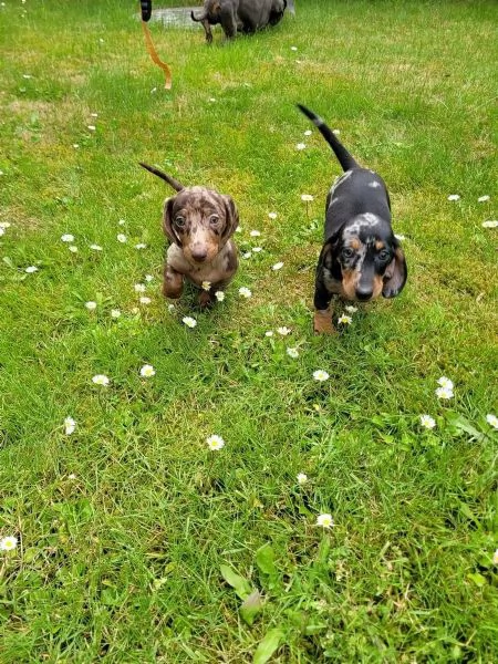 Bellissimi bassotti nani di 13 settimane. Pedigree FCI. | Foto 2