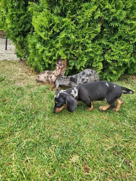 Bellissimi bassotti nani di 13 settimane. Pedigree FCI. | Foto 0