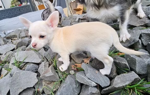 Meravigliosi cuccioli di Chihuahua di razza pura | Foto 1