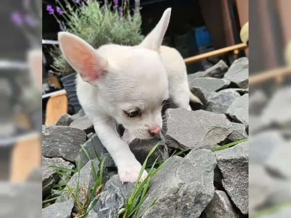 Meravigliosi cuccioli di Chihuahua di razza pura | Foto 0