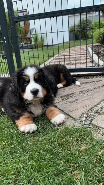 Cuccioli di cane da Bovaro Del  Bernese | Foto 0