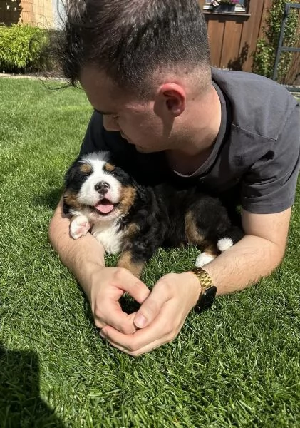 Cuccioli di cane da Bovaro Del  Bernese