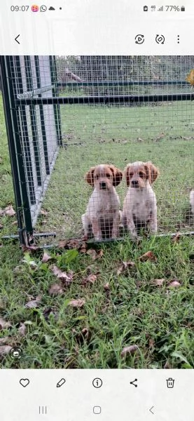 Cuccioli epagneul breton