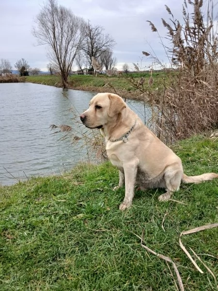 Labrador retriver | Foto 0