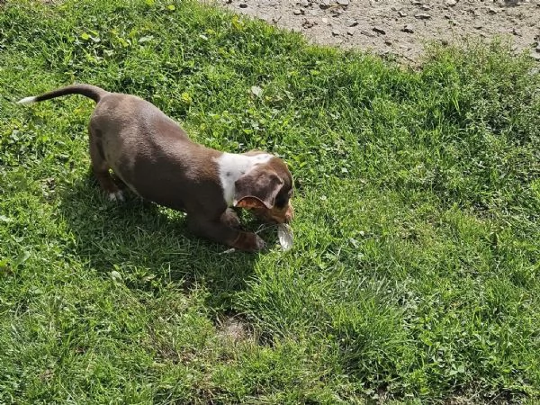  cuccioli di bassotto nano, 2 maschi e 2 femmine