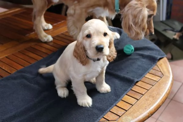 Cuccioli di Cocker Spaniel - pronti per una nuova casa | Foto 2