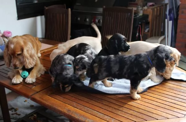 Cuccioli di Cocker Spaniel - pronti per una nuova casa | Foto 1