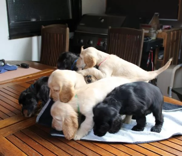 Cuccioli di Cocker Spaniel - pronti per una nuova casa | Foto 0