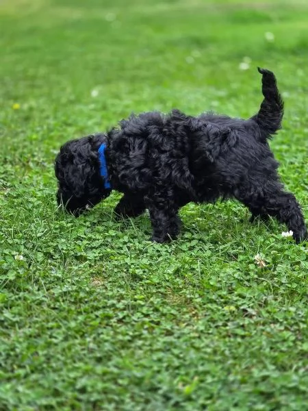 Meravigliosi barboncini toy/nani cercano famiglie amorevoli | Foto 6