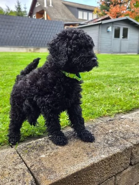 Meravigliosi barboncini toy/nani cercano famiglie amorevoli | Foto 5