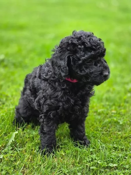 Meravigliosi barboncini toy/nani cercano famiglie amorevoli | Foto 4