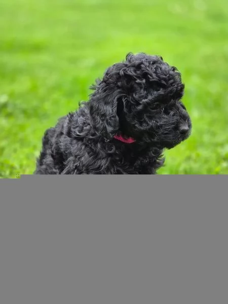 Meravigliosi barboncini toy/nani cercano famiglie amorevoli | Foto 3