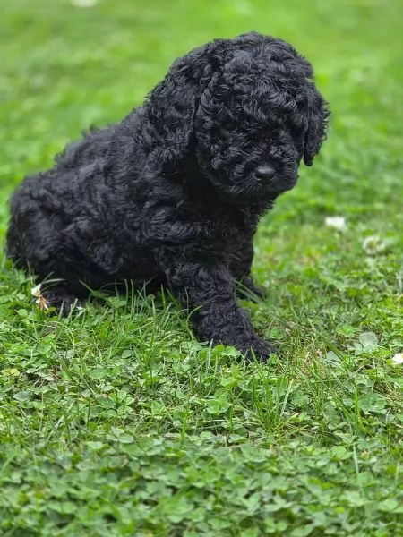 Meravigliosi barboncini toy/nani cercano famiglie amorevoli | Foto 2