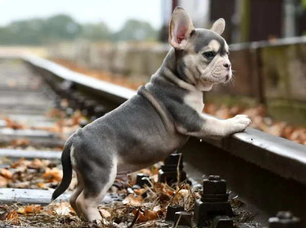 Cucciolo di Bulldog francese maschioe femmina  con pedigree/Bulldog francese | Foto 2